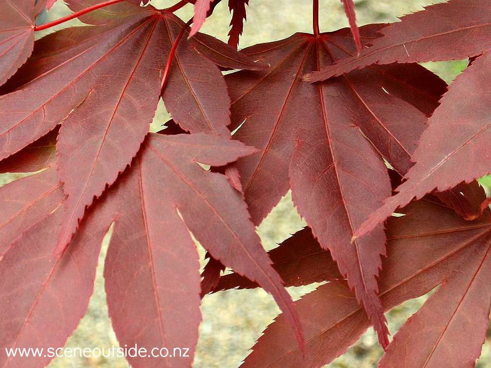 acer-palmatum-bloodgood-1.jpg