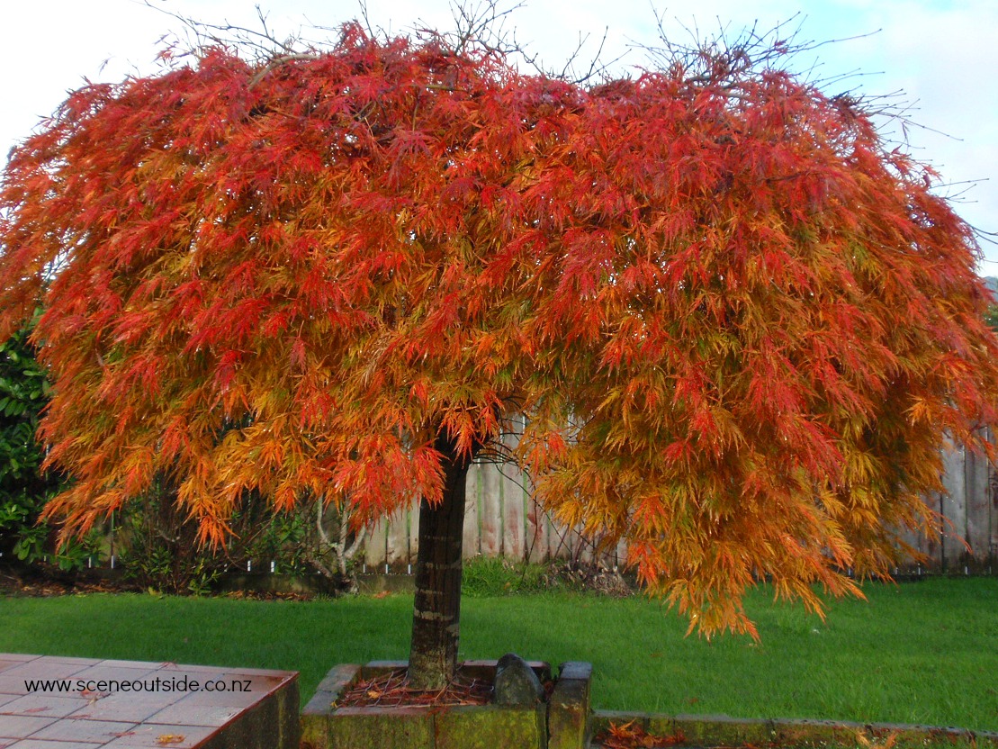 acer-crimson-queen-autumn.jpg