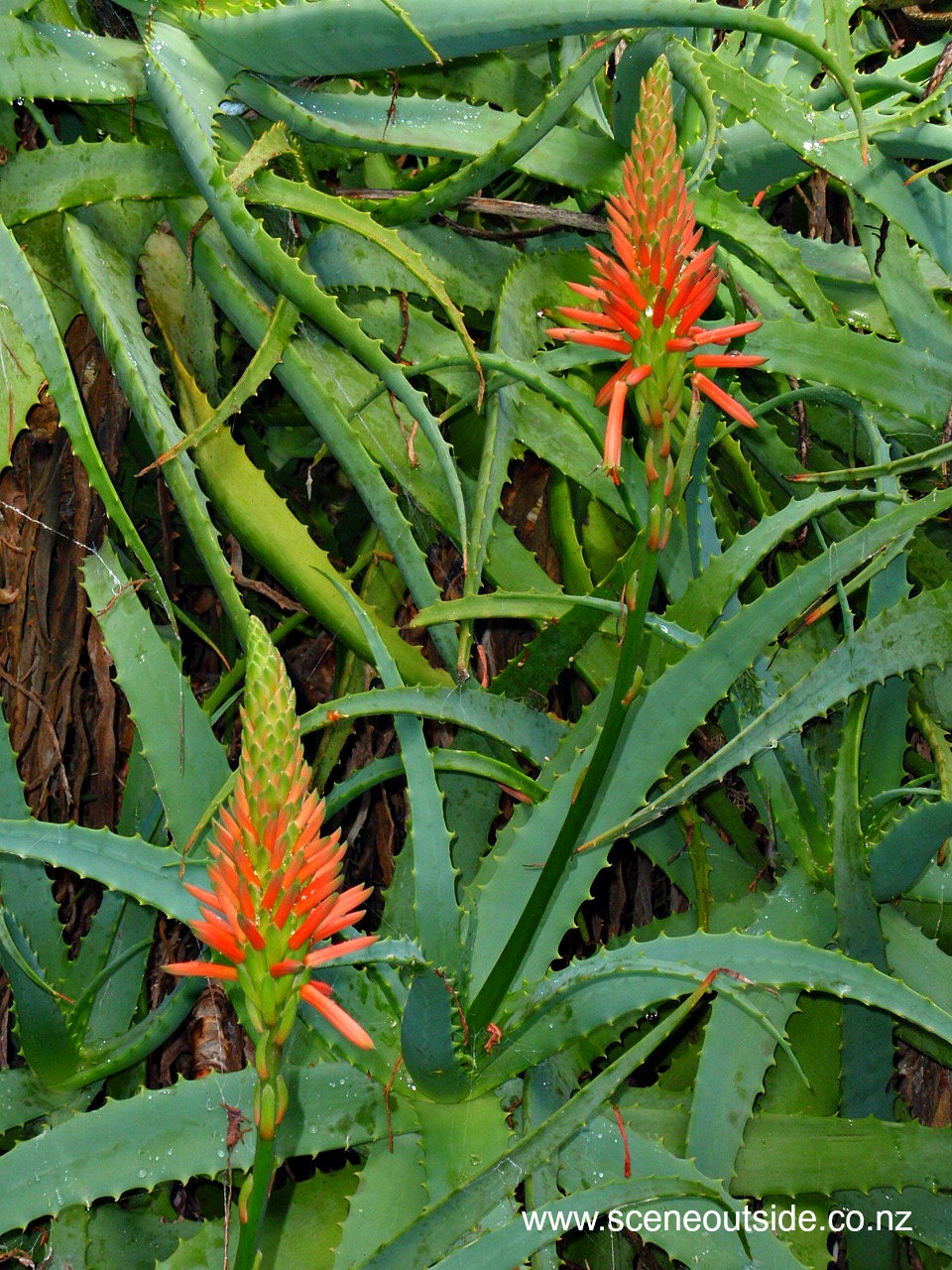aloe-arborescens.jpg