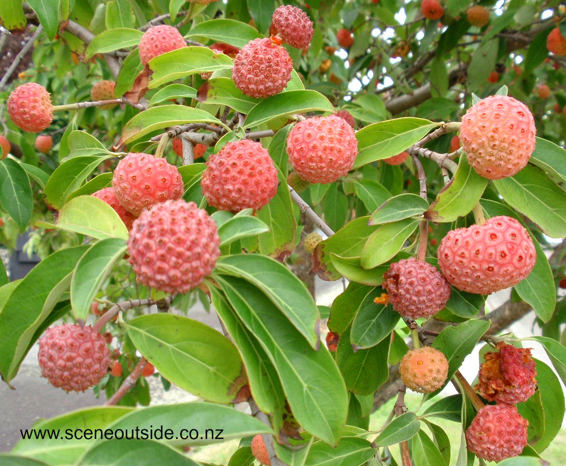 cornus-capitata.jpg