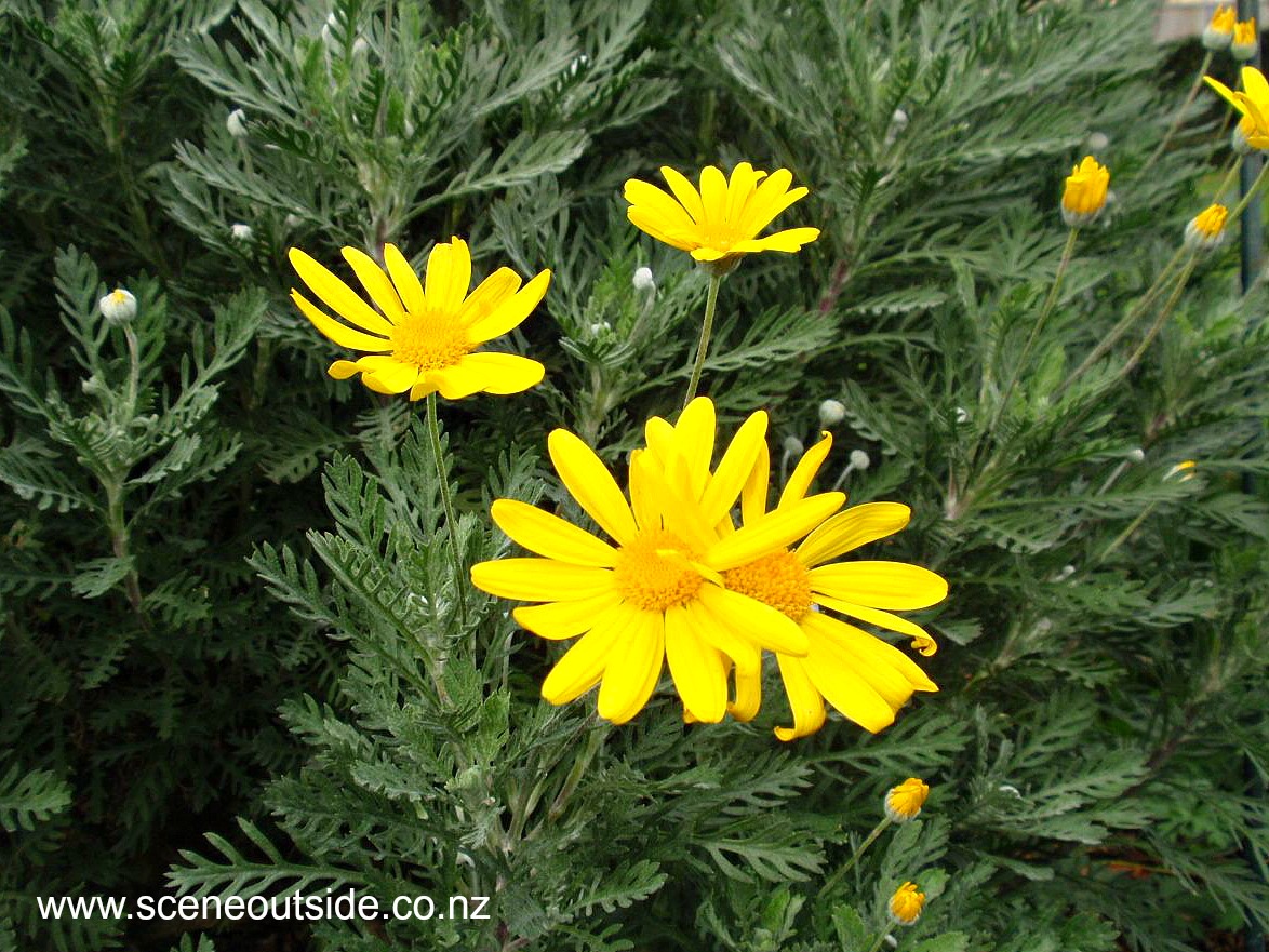 euryops-pectinatus-1.jpg