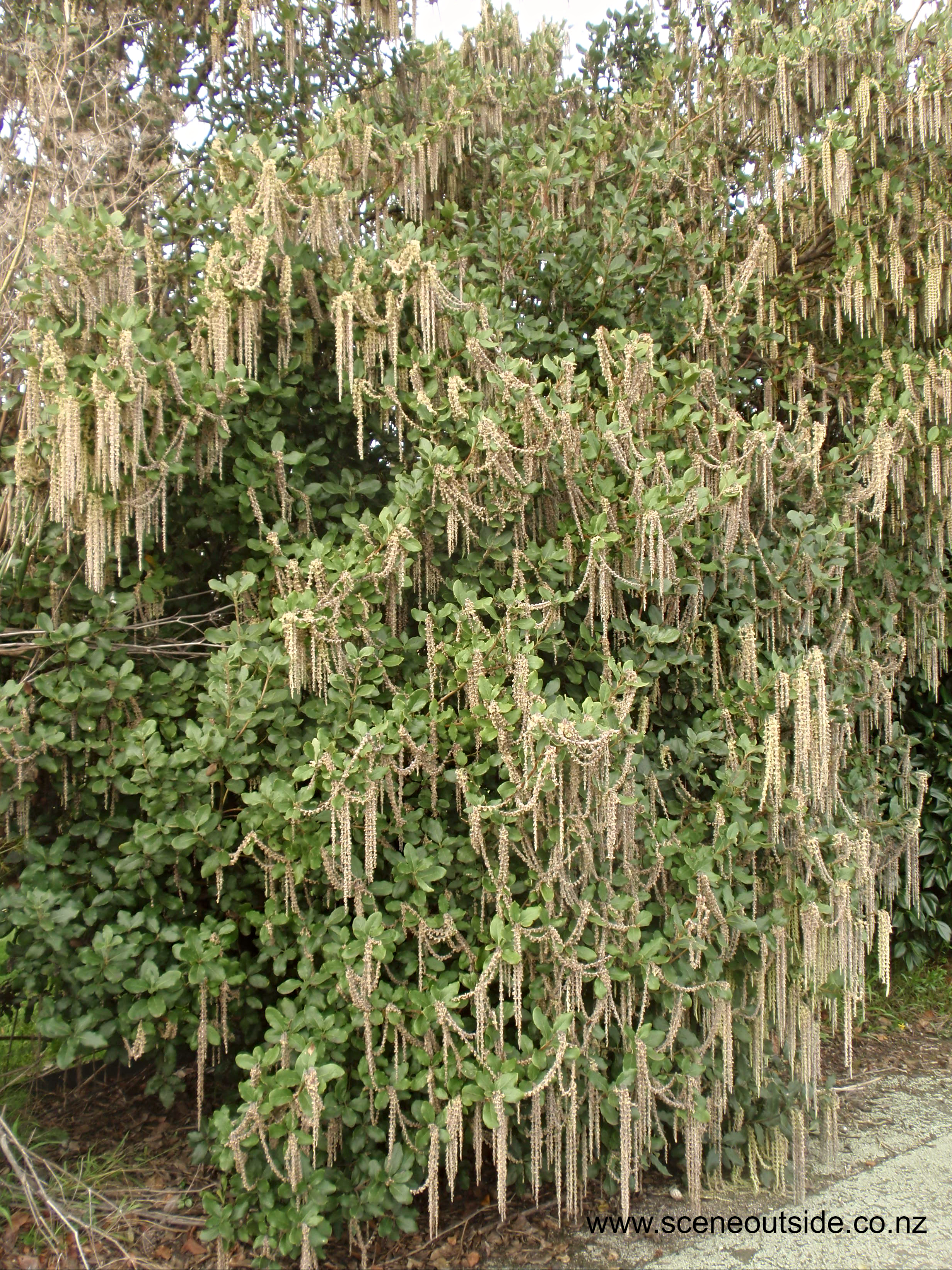 Garrya-elliptica-2.jpg
