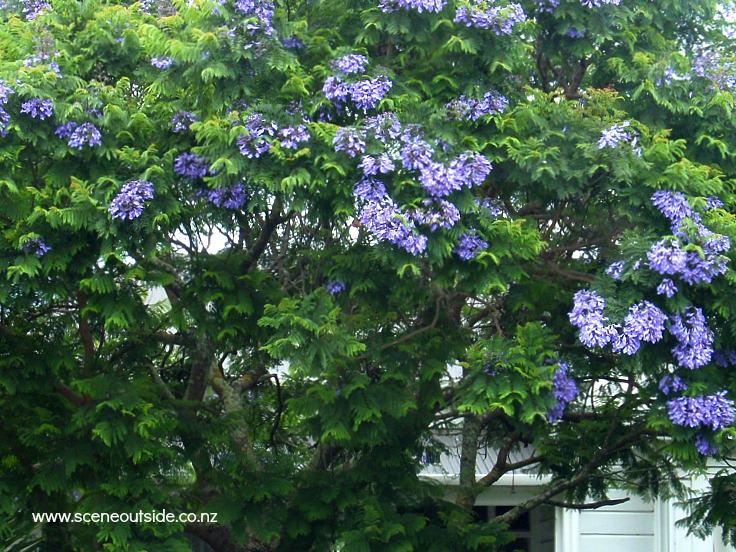 jacaranda-mimosifolia-1.jpg