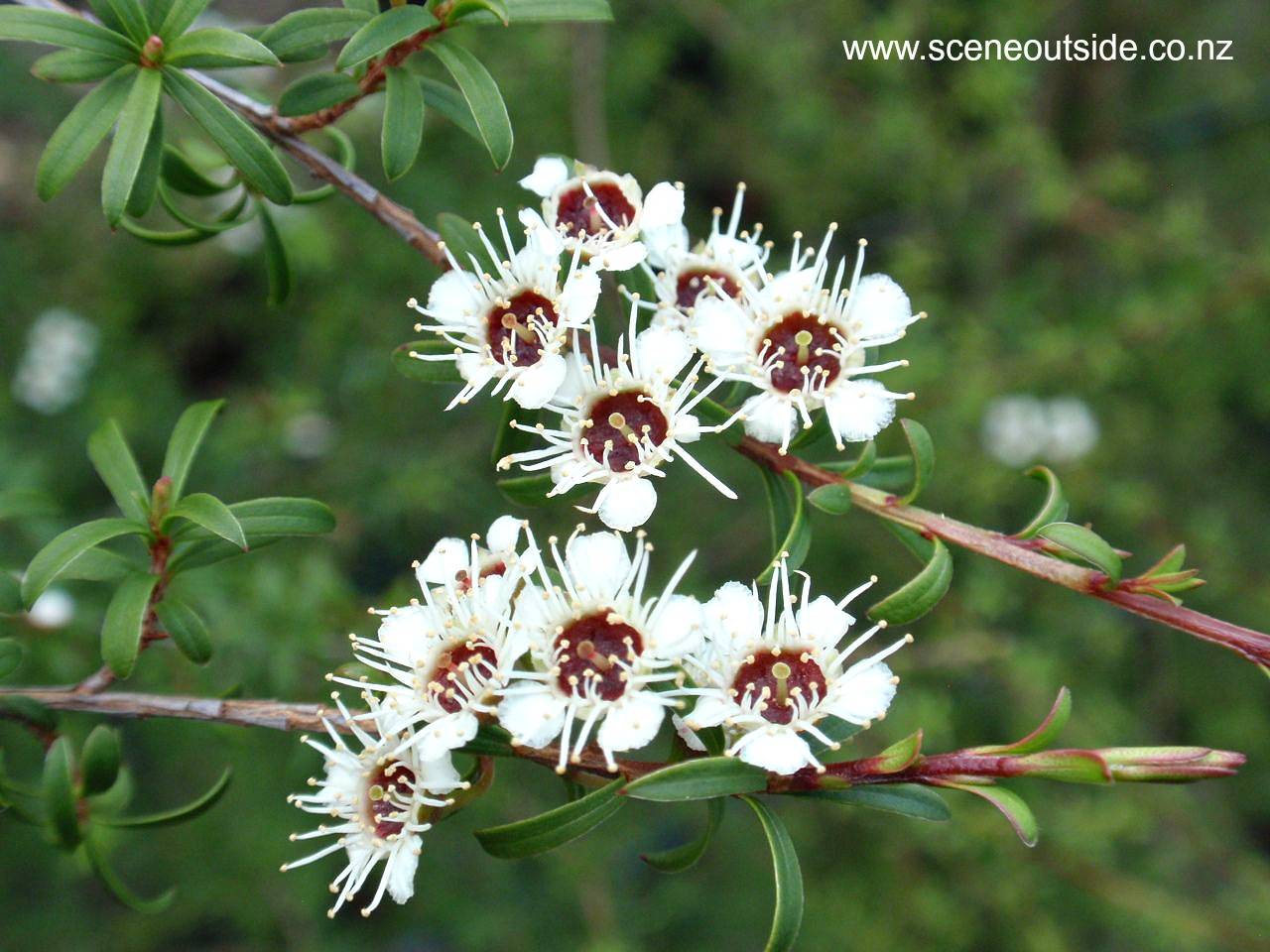 kunzea-ericoides.jpg