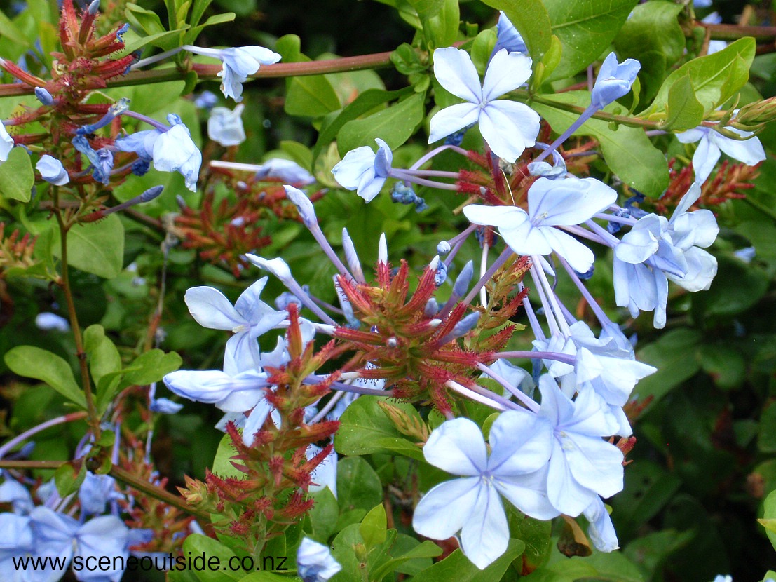 plumbago-auriculata.jpg