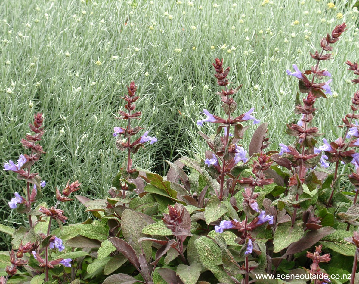salvia-officinalis-purpurascens.jpg