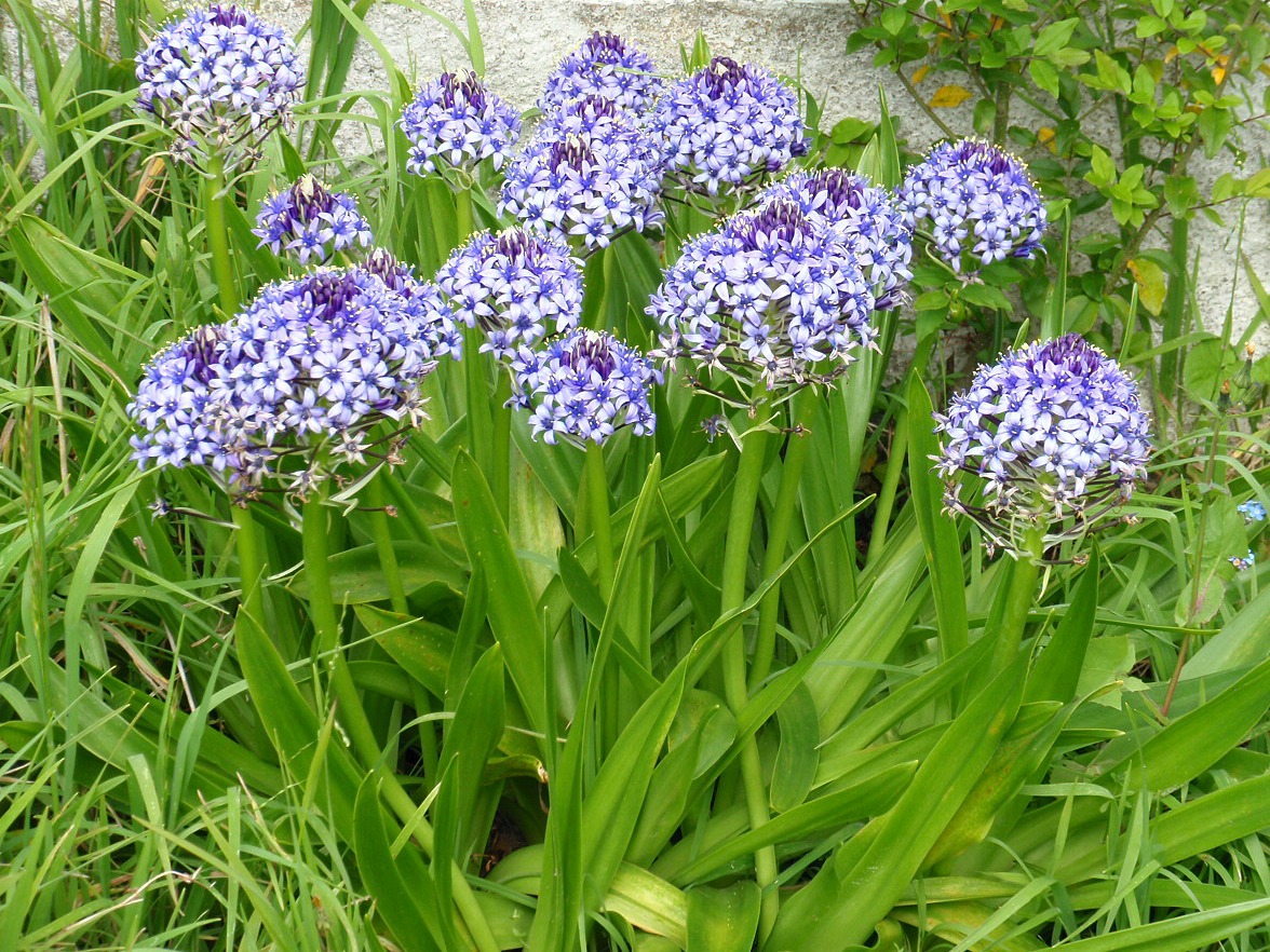 scilla-peruviana.jpg